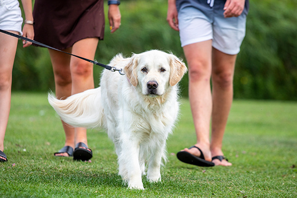 Dog Friendly Holidays