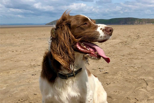 Dog Friendly Holidays